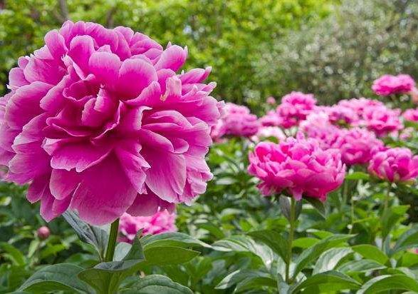 Podziękowanie dla Rodziców