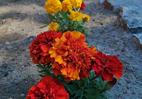 Grafika Kolejne zmiany w ogrodzie.