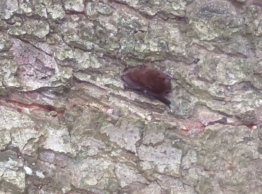 Wycieczka do parku gr III