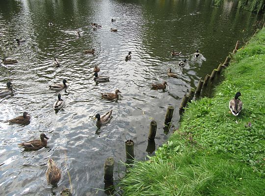 Wycieczka do parku gr IV