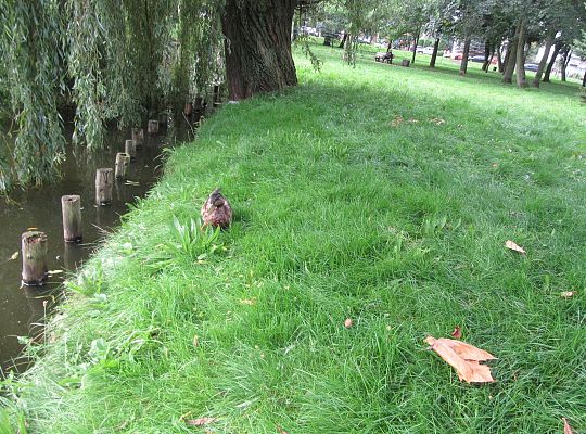 Wycieczka do parku gr IV