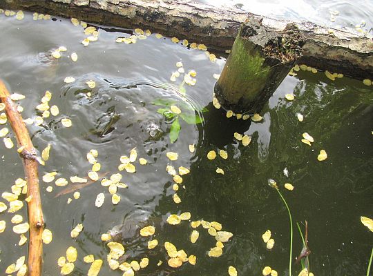 Wycieczka do parku gr IV