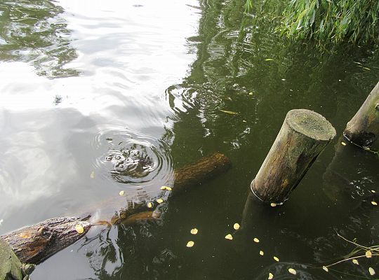Wycieczka do parku gr IV