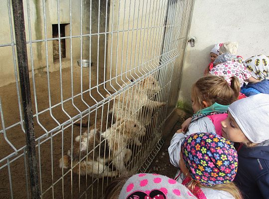 Wycieczka do schroniska dla zwierząt w Małoszycach