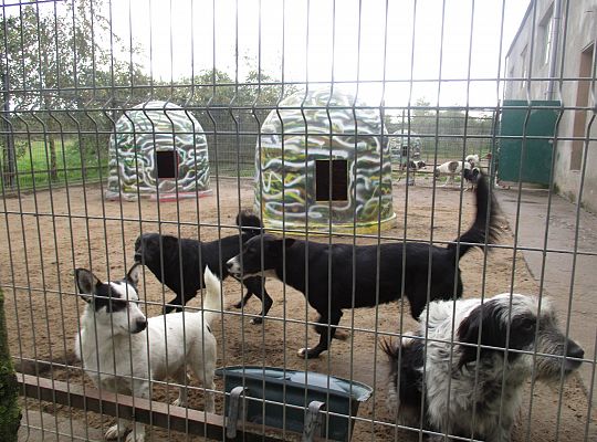 Wycieczka do schroniska dla zwierząt w Małoszycach