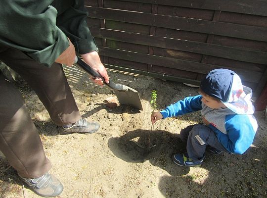 Sadzenie pigwowca wspólnie z myśliwymi
