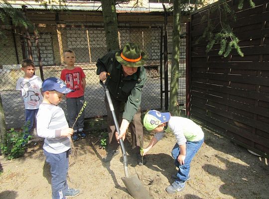 Sadzenie pigwowca wspólnie z myśliwymi