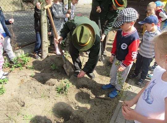 Sadzenie pigwowca wspólnie z myśliwymi