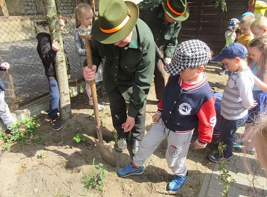 Sadzenie pigwowca wspólnie z myśliwymi