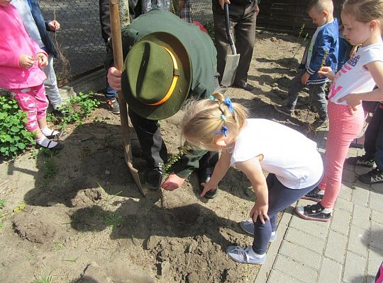 Sadzenie pigwowca wspólnie z myśliwymi