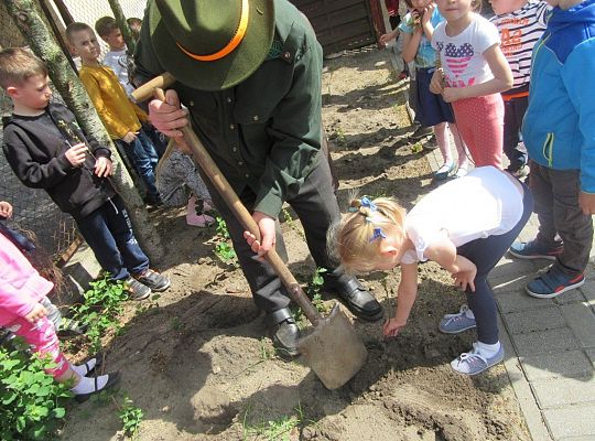 Sadzenie pigwowca wspólnie z myśliwymi