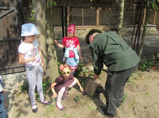 Sadzenie pigwowca wspólnie z myśliwymi