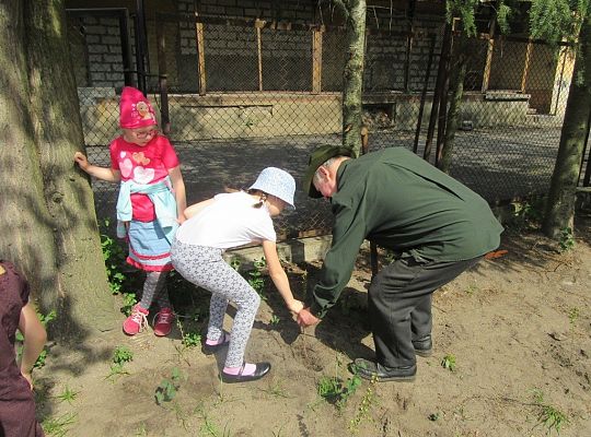 Sadzenie pigwowca wspólnie z myśliwymi