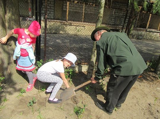 Sadzenie pigwowca wspólnie z myśliwymi