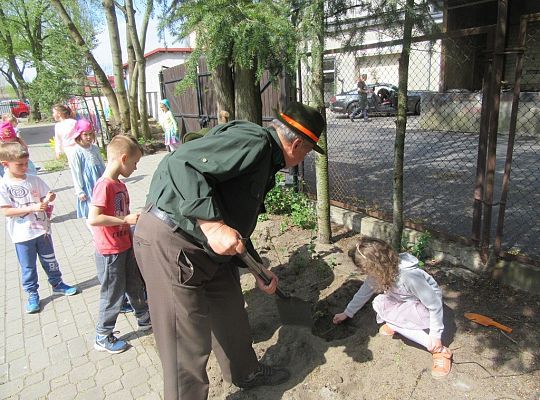 Sadzenie pigwowca wspólnie z myśliwymi