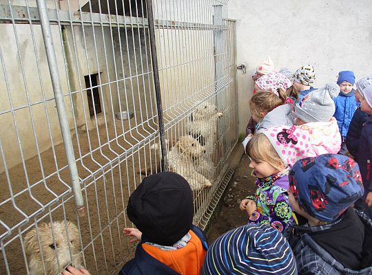 Wycieczka do schroniska dla zwierząt w Małoszycach.