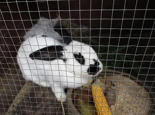 Wycieczka do schroniska dla zwierząt w Małoszycach.