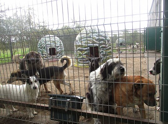 Wycieczka do schroniska dla zwierząt w Małoszycach.
