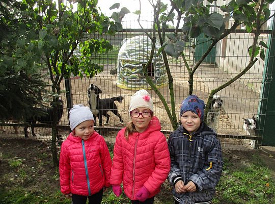 Wycieczka do schroniska dla zwierząt w Małoszycach.