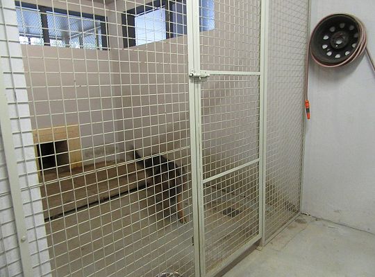 Wizyta w Komendzie Policji-spotkanie z psem