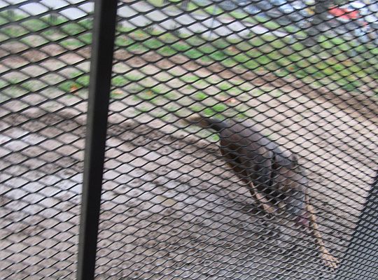 Wizyta w Komendzie Policji-spotkanie z psem