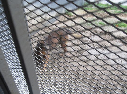 Wizyta w Komendzie Policji-spotkanie z psem