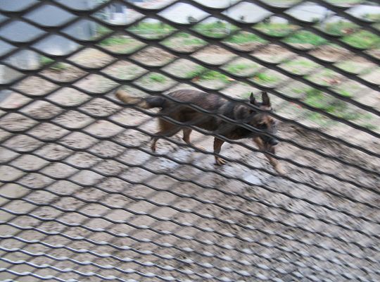 Wizyta w Komendzie Policji-spotkanie z psem