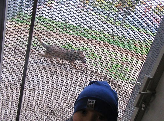 Wizyta w Komendzie Policji-spotkanie z psem