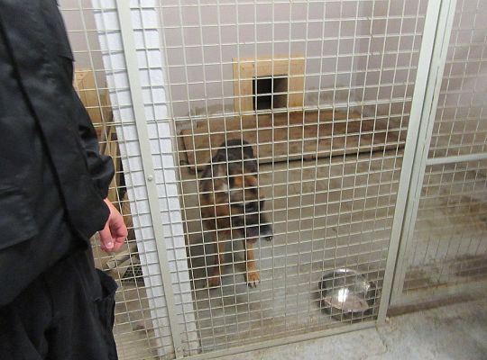 Wizyta w Komendzie Policji-spotkanie z psem