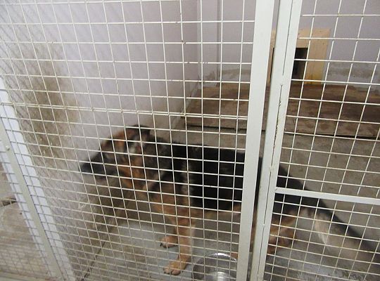 Wizyta w Komendzie Policji-spotkanie z psem