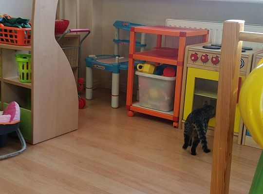 Poznajemy zwierzęta domowe, wizyta Pani ze schroniska