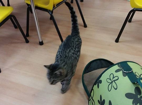 Poznajemy zwierzęta domowe, wizyta Pani ze schroniska