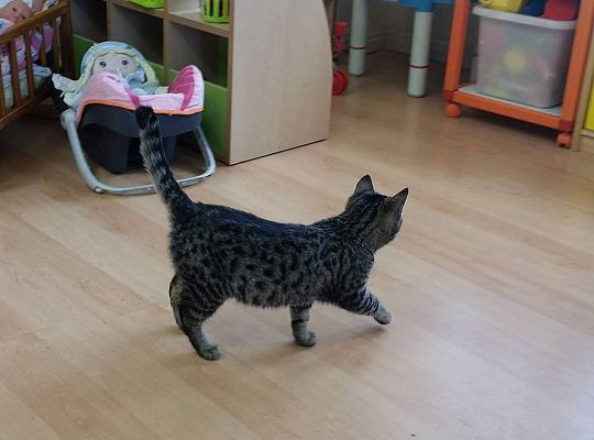 Poznajemy zwierzęta domowe, wizyta Pani ze schroniska