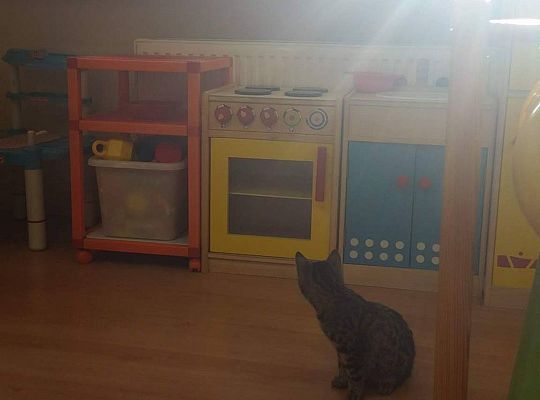 Poznajemy zwierzęta domowe, wizyta Pani ze schroniska