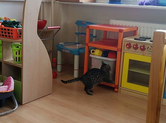 Poznajemy zwierzęta domowe, wizyta Pani ze schroniska