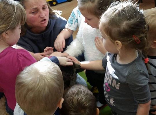 Poznajemy zwierzęta domowe, wizyta Pani ze schroniska