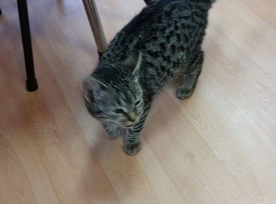 Poznajemy zwierzęta domowe, wizyta Pani ze schroniska