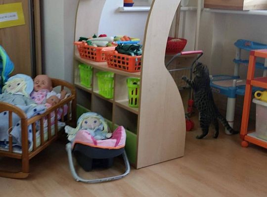 Poznajemy zwierzęta domowe, wizyta Pani ze schroniska