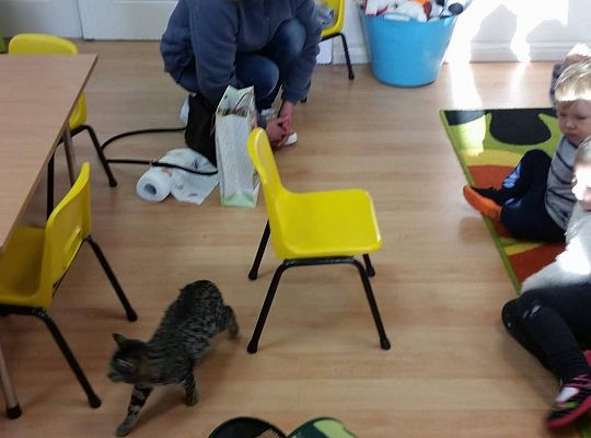 Poznajemy zwierzęta domowe, wizyta Pani ze schroniska