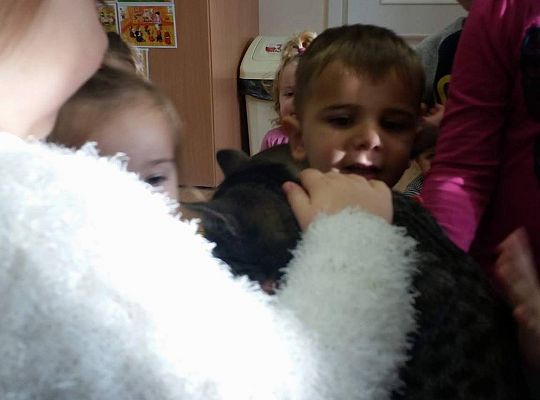 Poznajemy zwierzęta domowe, wizyta Pani ze schroniska