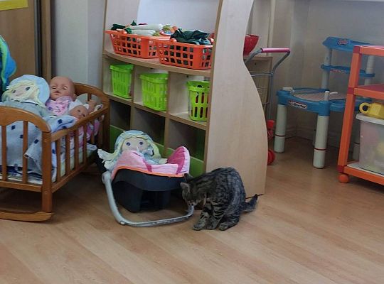 Poznajemy zwierzęta domowe, wizyta Pani ze schroniska