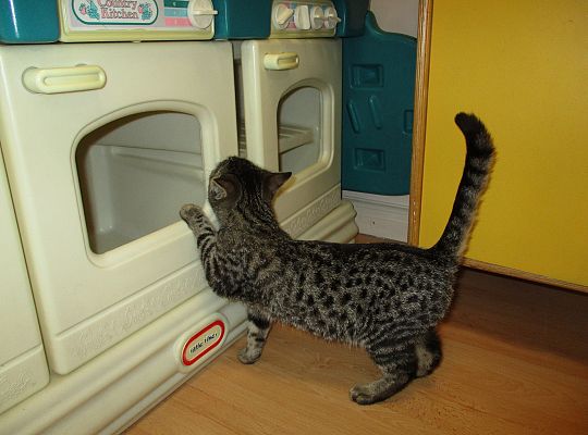 Poznajemy zwierzęta domowe, wizyta Pani ze schroniska-gr II