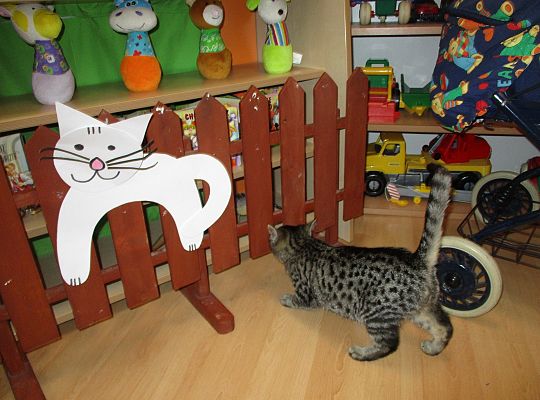 Poznajemy zwierzęta domowe, wizyta Pani ze schroniska-gr II