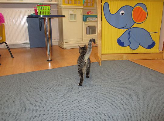 Poznajemy zwierzęta domowe, wizyta Pani ze schroniska-gr II