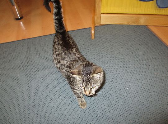 Poznajemy zwierzęta domowe, wizyta Pani ze schroniska-gr II