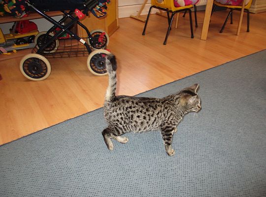 Poznajemy zwierzęta domowe, wizyta Pani ze schroniska-gr II