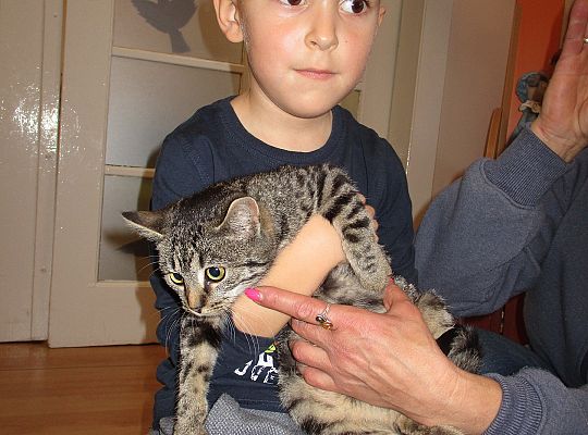 Poznajemy zwierzęta domowe, wizyta Pani ze schroniska-gr II