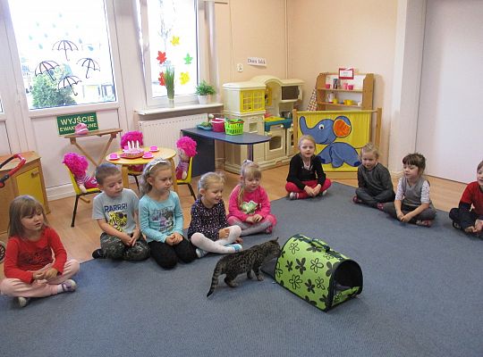 Poznajemy zwierzęta domowe, wizyta Pani ze schroniska-gr II