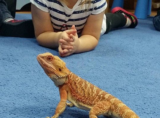 Mikołajkowe niespodzianki -gr I,II