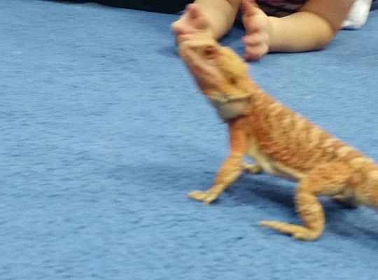 Mikołajkowe niespodzianki -gr I,II